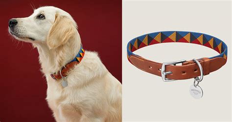 prada dog outfit|most expensive cat collar.